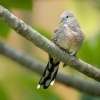 Holoubek vlnkovany - Geopelia striata - Zebra Dove o0723